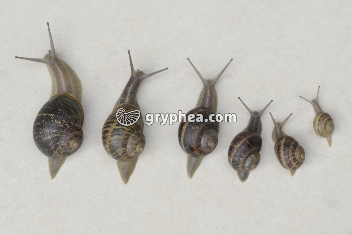 Escargots à différents stades de croissance (Petit-gris) - gryphea.org